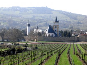 ingelheim-wein